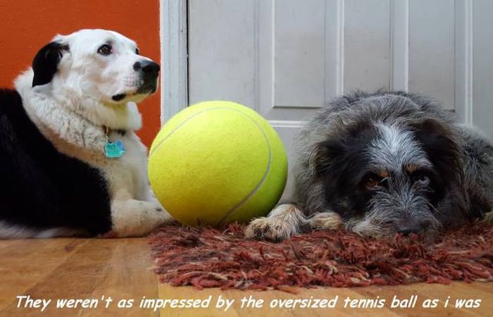 funny meme of dogs that were not that impressed with the massive tennis ball.