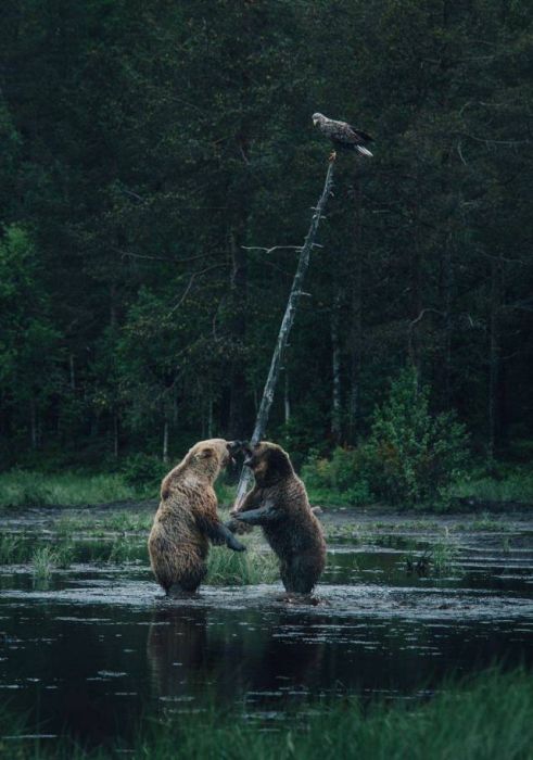 Bears in the water by a leaning tree on which is perched a bird.