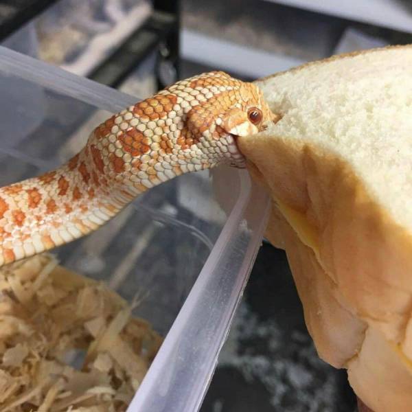 Snake biting into a slice of bread.