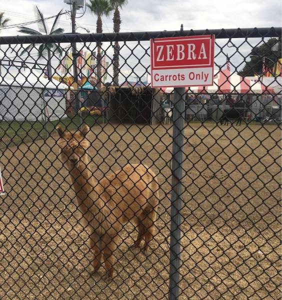 Llama seems to have gotten into the zebra enclosure.