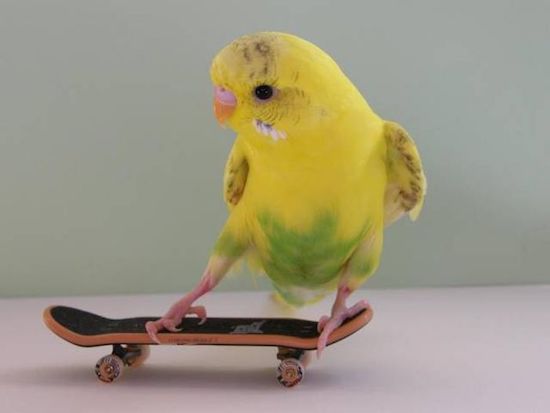 skateboarding bird.