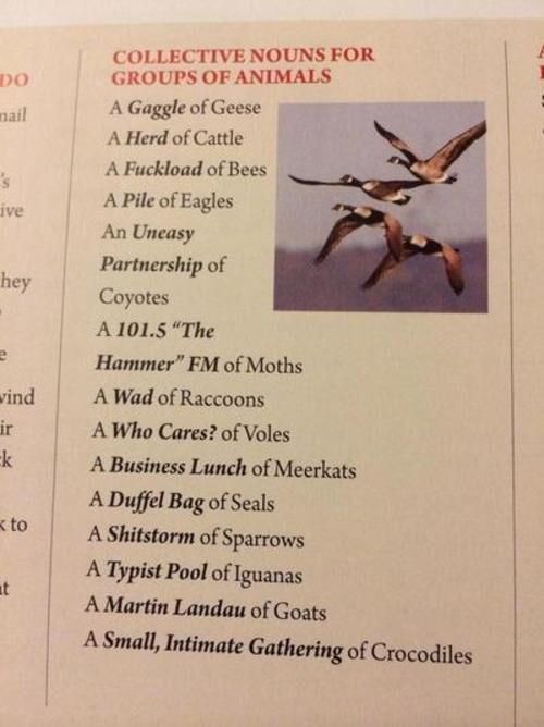 collective nouns for groups of animals - Do mail Live hey Collective Nouns For Groups Of Animals A Gaggle of Geese A Herd of Cattle A Fuckload of Bees A Pile of Eagles An Uneasy Partnership of Coyotes A 101.5 "The Hammer" Fm of Moths A Wad of Raccoons A W