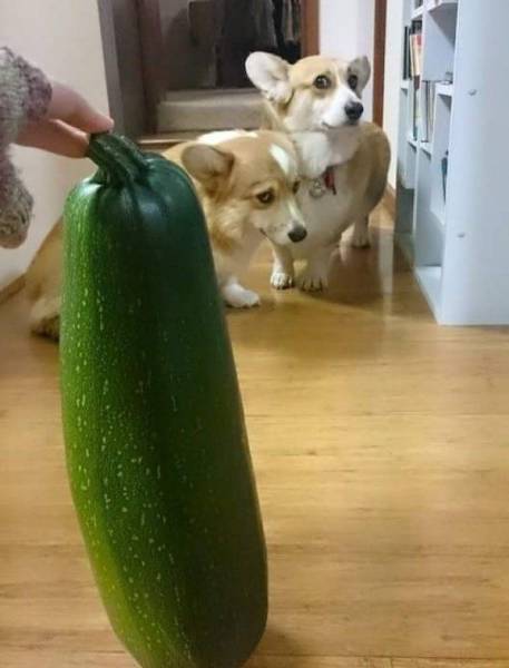 corgi giant zucchini