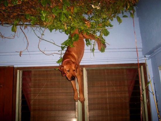 trellis for vines