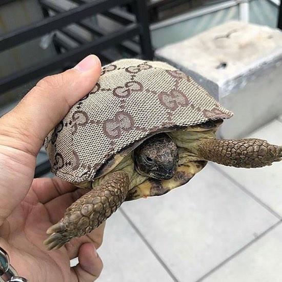 gucci turtle