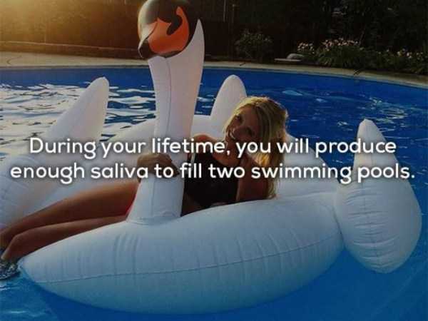 inflatable - During your lifetime, you will produce enough saliva to fill two swimming pools.