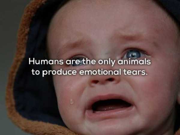 Crying - Humans are the only animals to produce emotional tears.