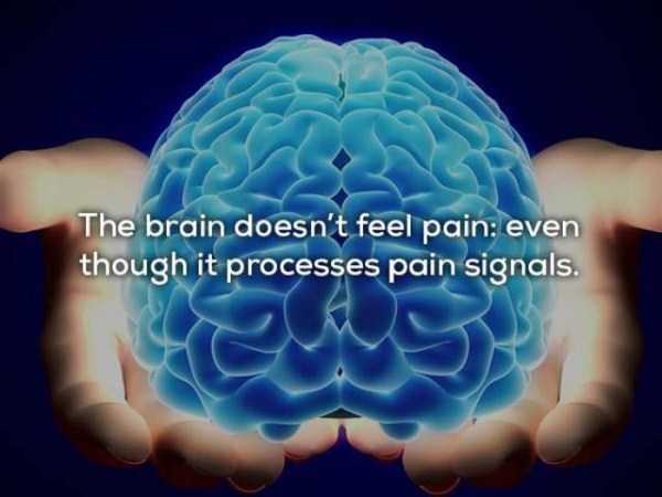 brain transplant - The brain doesn't feel pain even though it processes pain signals.