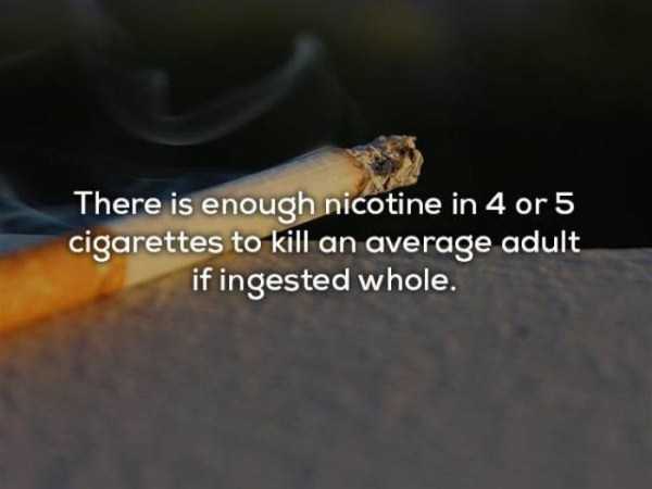cigarette - There is enough nicotine in 4 or 5 cigarettes to kill an average adult if ingested whole.