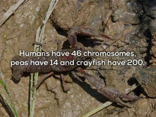 mud crayfish - Humans have 46 chromosomes, peas have 14 and crayfish have 200.