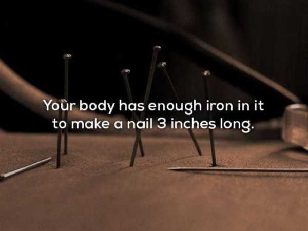 material - Your body has enough iron in it to make a nail 3 inches long.