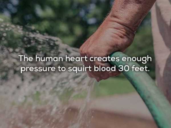 soil - The human heart creates enough pressure to squirt blood 30 feet.