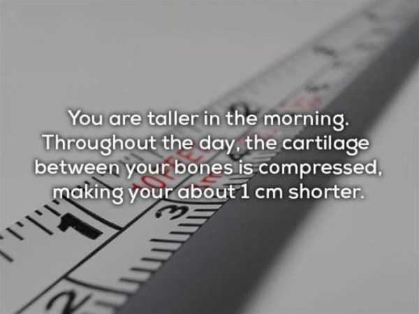 measurements - You are taller in the morning. Throughout the day, the cartilage between your bones is compressed, making your about 1 cm shorter.