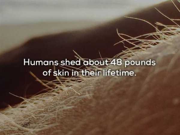 you re so passionate - Humans shed about 48 pounds of skin in their lifetime.