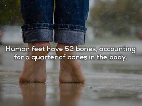without shoes - Human feet have 52 bones, accounting for a quarter of bones in the body.