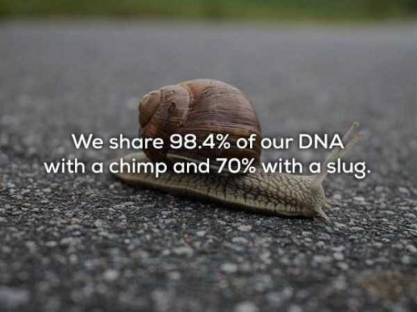 We 98.4% of our Dna with a chimp and 70% with a slug.