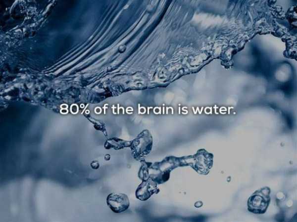 80% of the brain is water.
