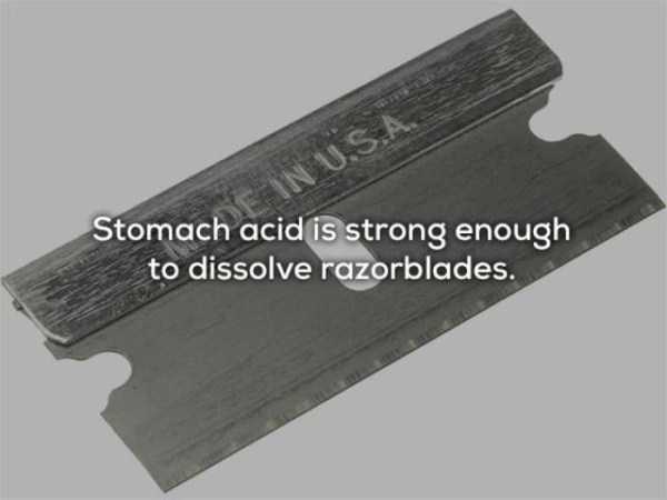 angle - Stomach acid is strong enough to dissolve razorblades.