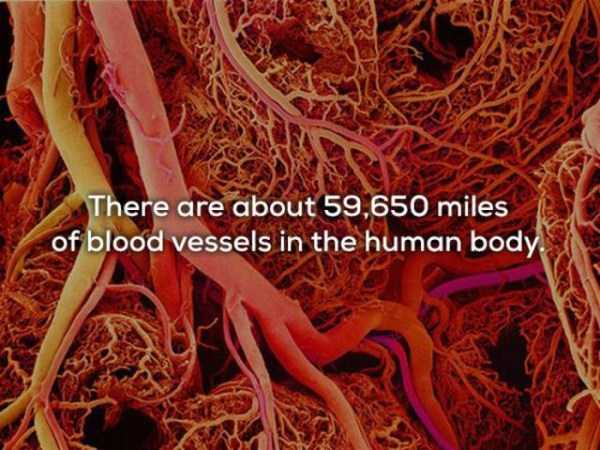 length of blood vessels in human body - There are about 59,650 miles of blood vessels in the human body.