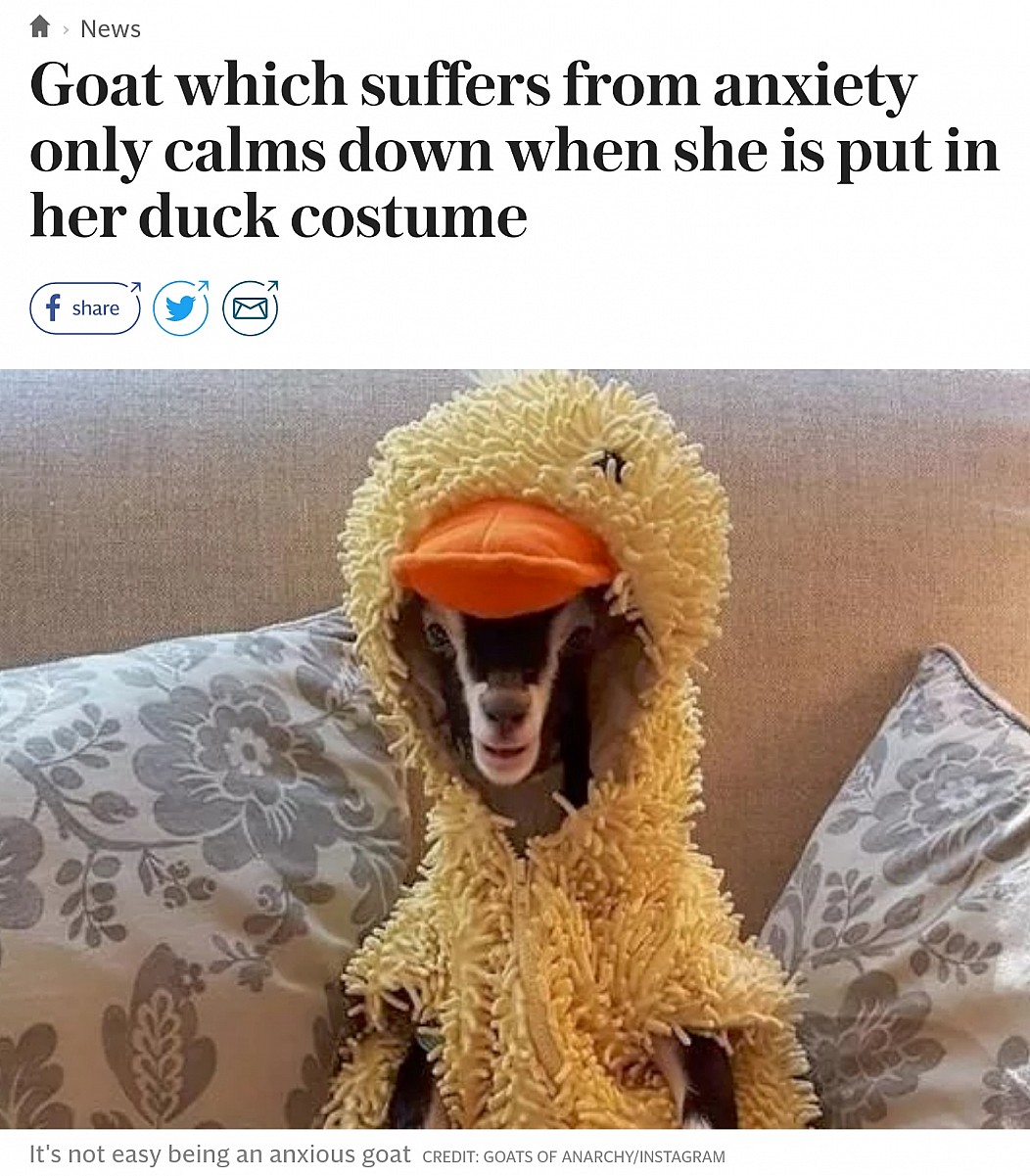 polly the goat in duck costume - > News Goat which suffers from anxiety only calms down when she is put in her duck costume f It's not easy being an anxious goat Credit Goats Of AnarchyInstagram