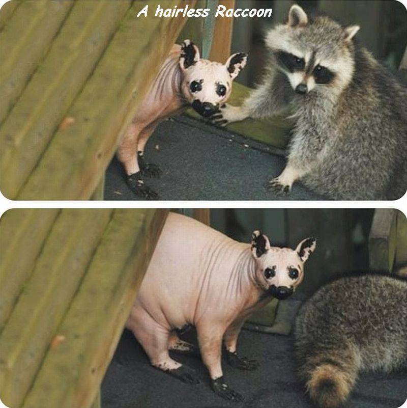 hairless raccoon - A hairless Raccoon