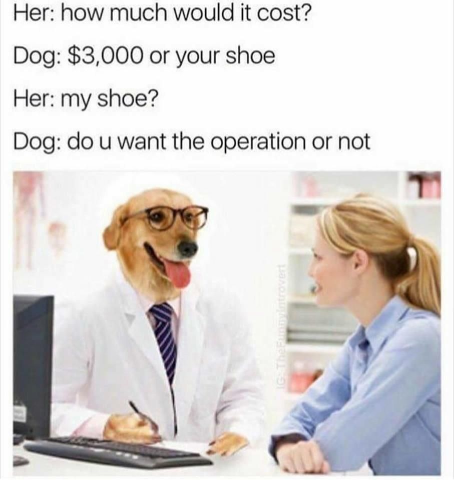 dog doctor bones meme - Her how much would it cost? Dog $3,000 or your shoe Her my shoe? Dog do u want the operation or not