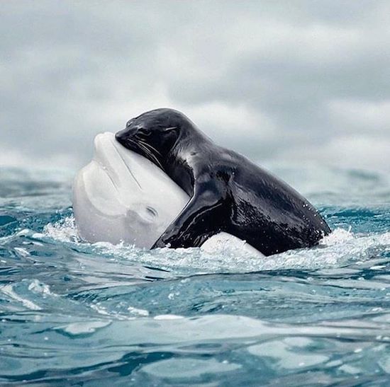 whale seal