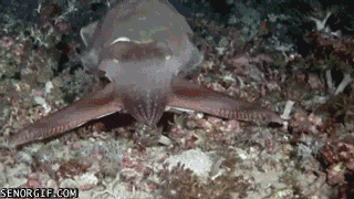 cuttlefish attacking prey gif - Senorgif.Com