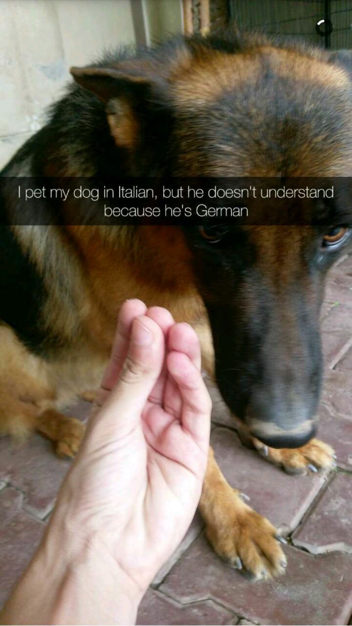 snout - I pet my dog in Italian, but he doesn't understand because he's German