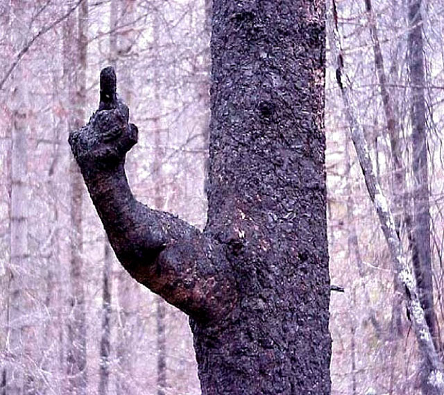 funny tree