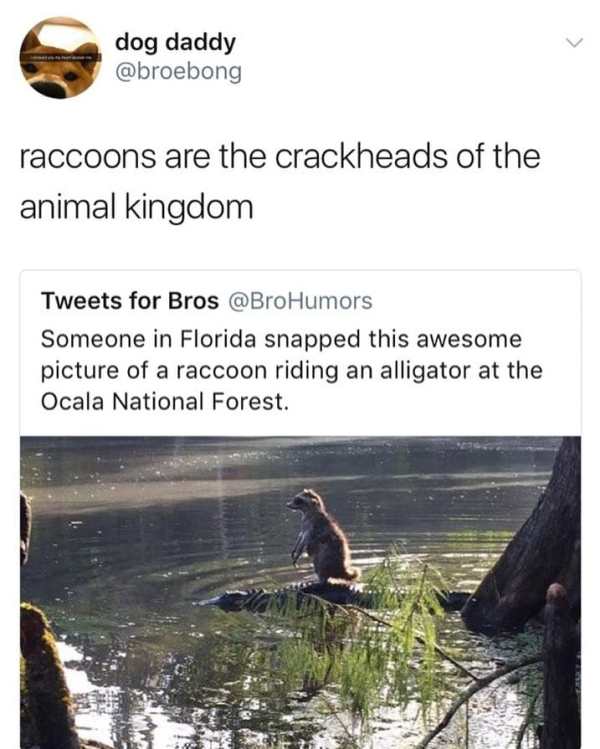 raccoons are the crackheads of the animal kingdom - dog daddy raccoons are the crackheads of the animal kingdom Tweets for Bros Someone in Florida snapped this awesome picture of a raccoon riding an alligator at the Ocala National Forest.