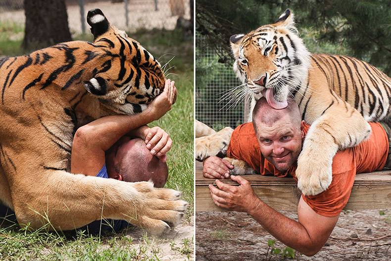 Man playing like a kitten with massive tiger.