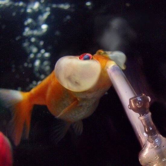 pregnant bubble eye goldfish