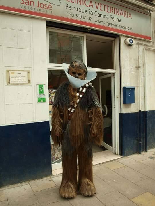 Chewbacca coming out of veterinary hospital with lamp cone on his head.