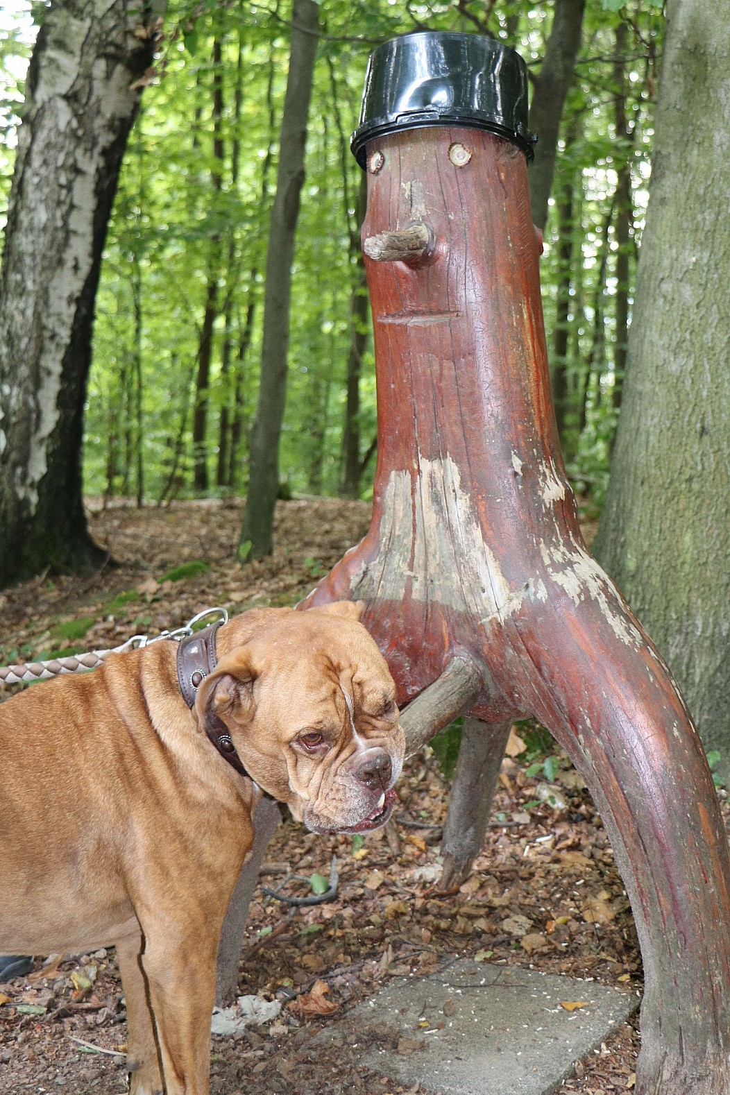 Dog finds wood in the forest, literally.