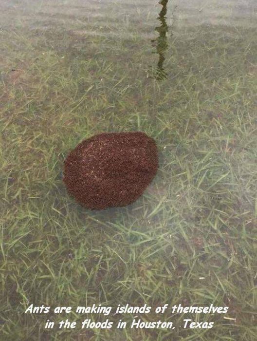 grass - Ants are making islands of themselves in the floods in Houston, Texas