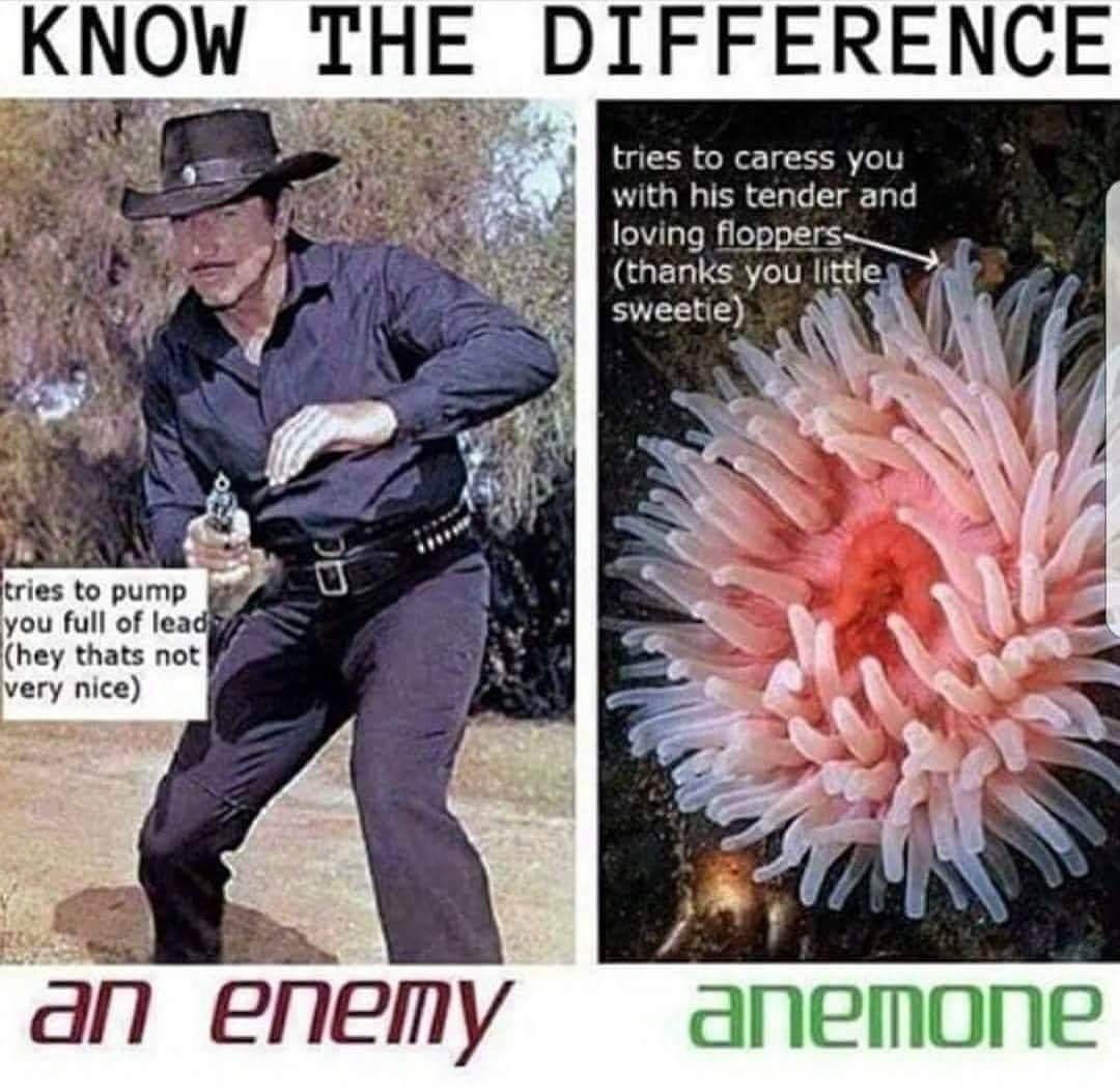 anemone meme - Know The Difference tries to caress you with his tender and loving floppers thanks you little sweetie tries to pump you full of lead hey thats not very nice an enemy anemone