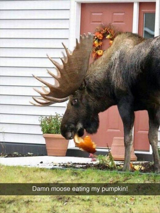 funny moose - Damn moose eating my pumpkin!