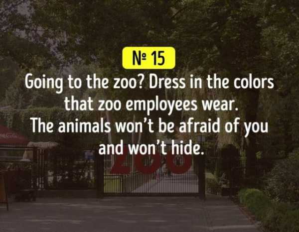 Lifehack of going to the zoo and wearing the colors zoo employees wear so that the animals are not afraid of you.