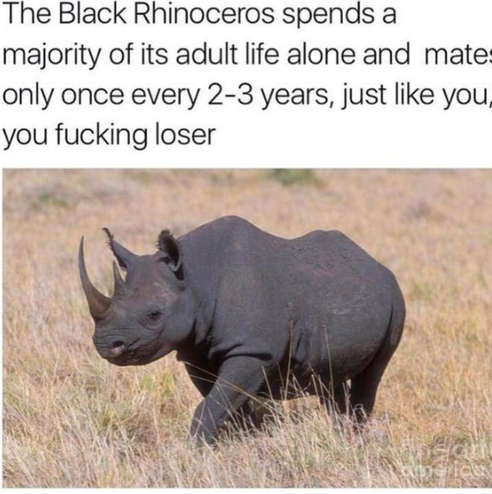 random pic black rhinoceros - The Black Rhinoceros spends a majority of its adult life alone and mate only once every 23 years, just you, you fucking loser