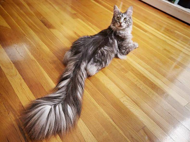 long tailed cat