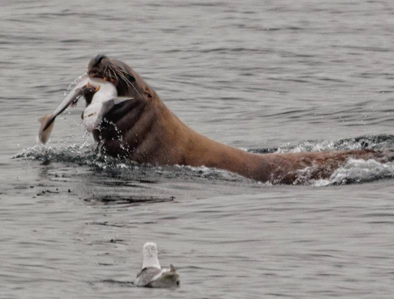 sea lion eating