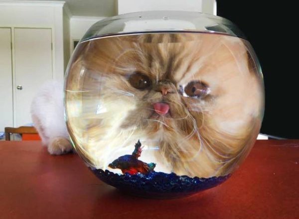 cat looking into fish bowl