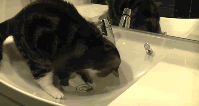 GIF of a cat scraping the bottom of the sink