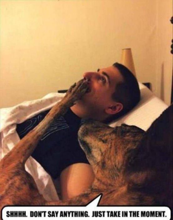 dog lying in bed with owner, covering mouth.
