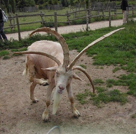 Goat with lots of horns