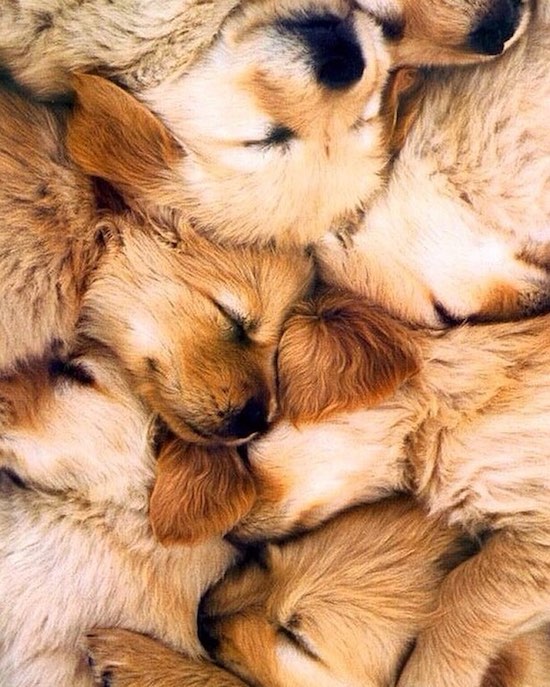 Cute pic of sleeping puppies.