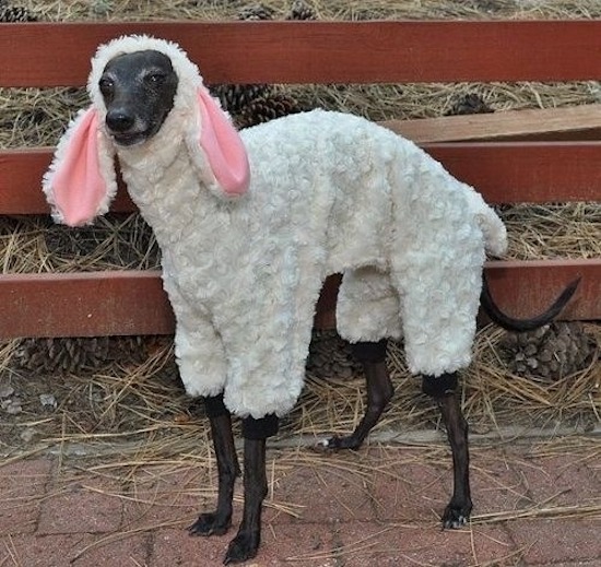 animals dressed as other animals -