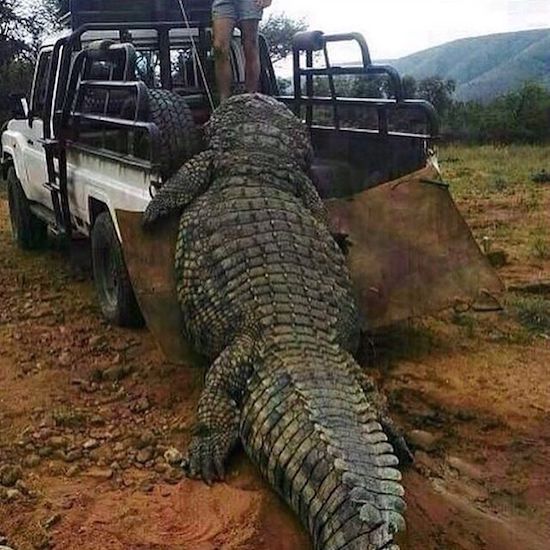 kariba zimbabwe crocodile