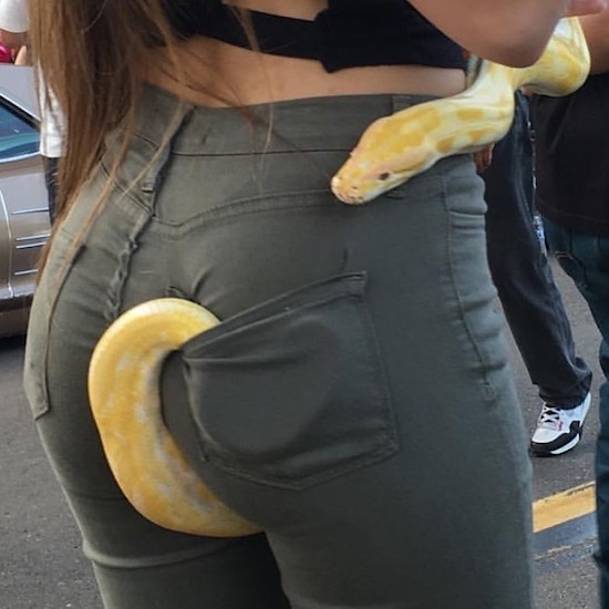python ass
